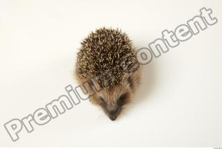 Hedgehog - Erinaceus europaeus  0054